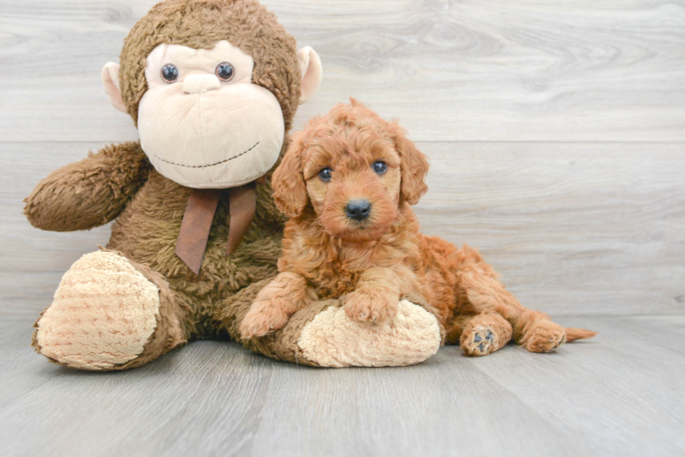 Smart Mini Goldendoodle Poodle Mix Pup