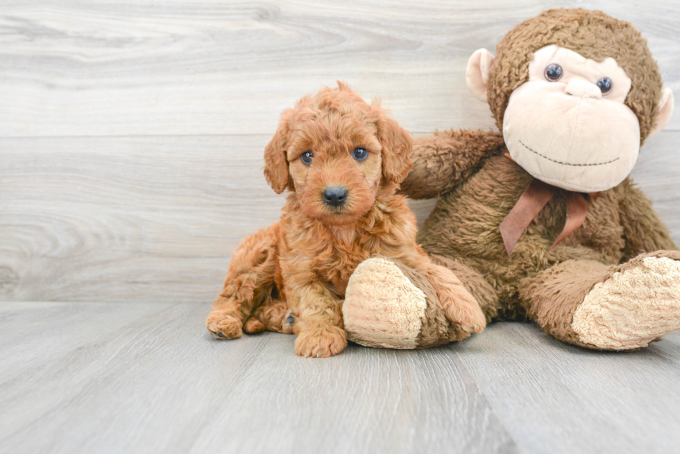 Little Golden Retriever Poodle Mix Puppy