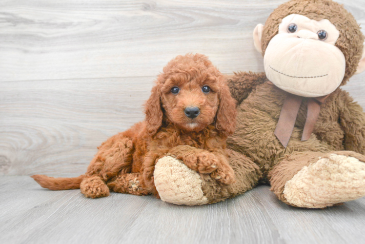Cute Golden Retriever Poodle Mix Puppy
