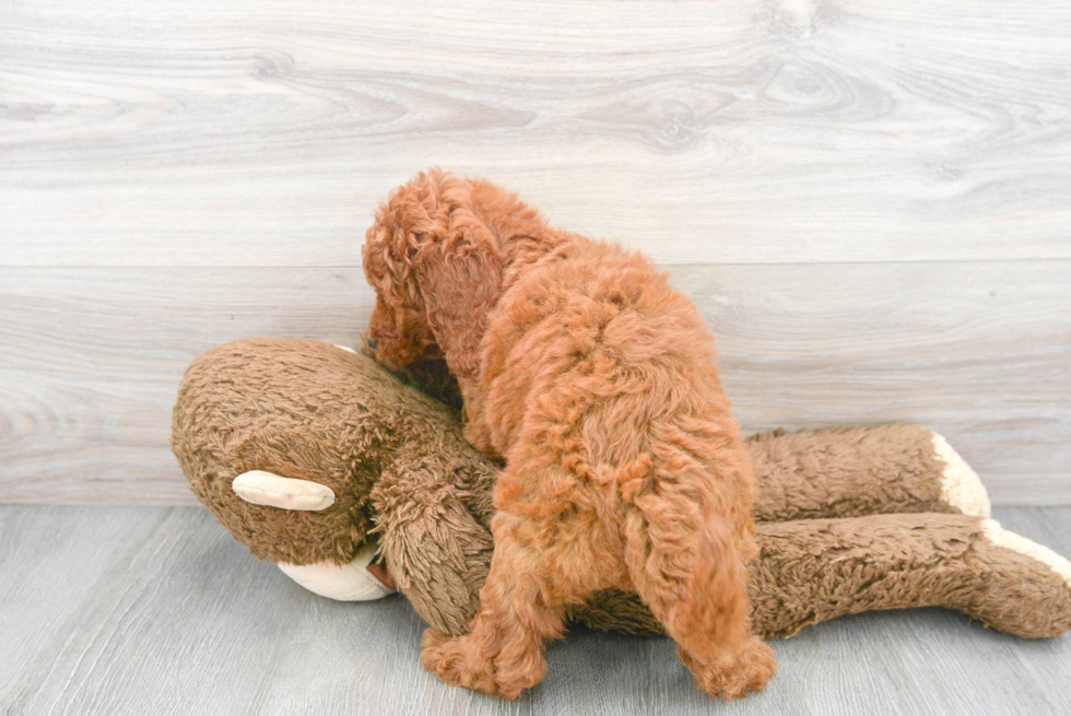 Cute Golden Retriever Poodle Mix Puppy