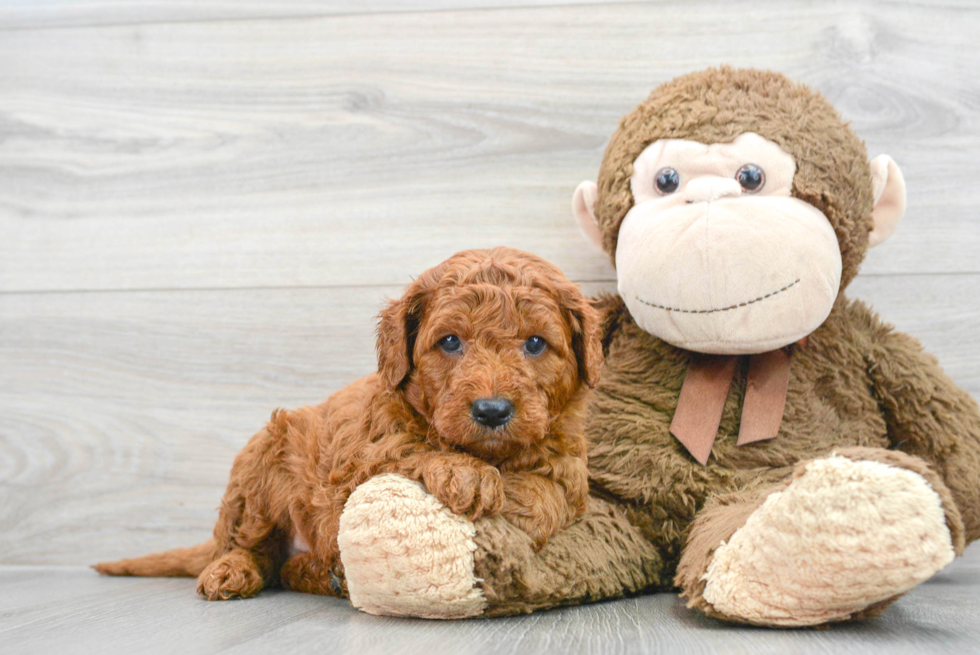 Mini Goldendoodle Puppy for Adoption