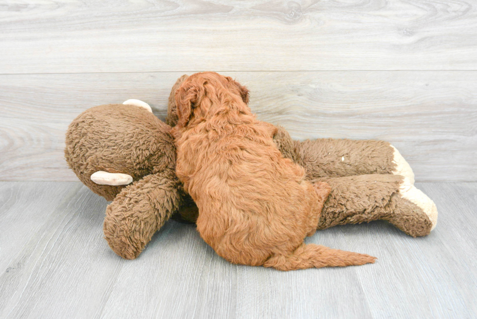 Best Mini Goldendoodle Baby