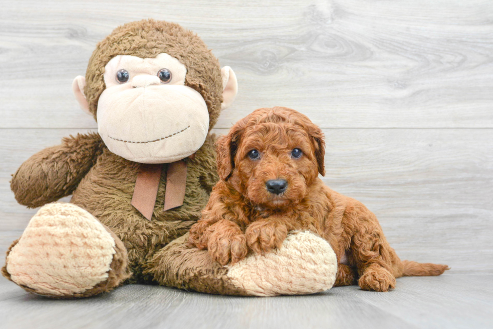 Small Mini Goldendoodle Baby