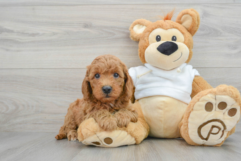 Best Mini Goldendoodle Baby