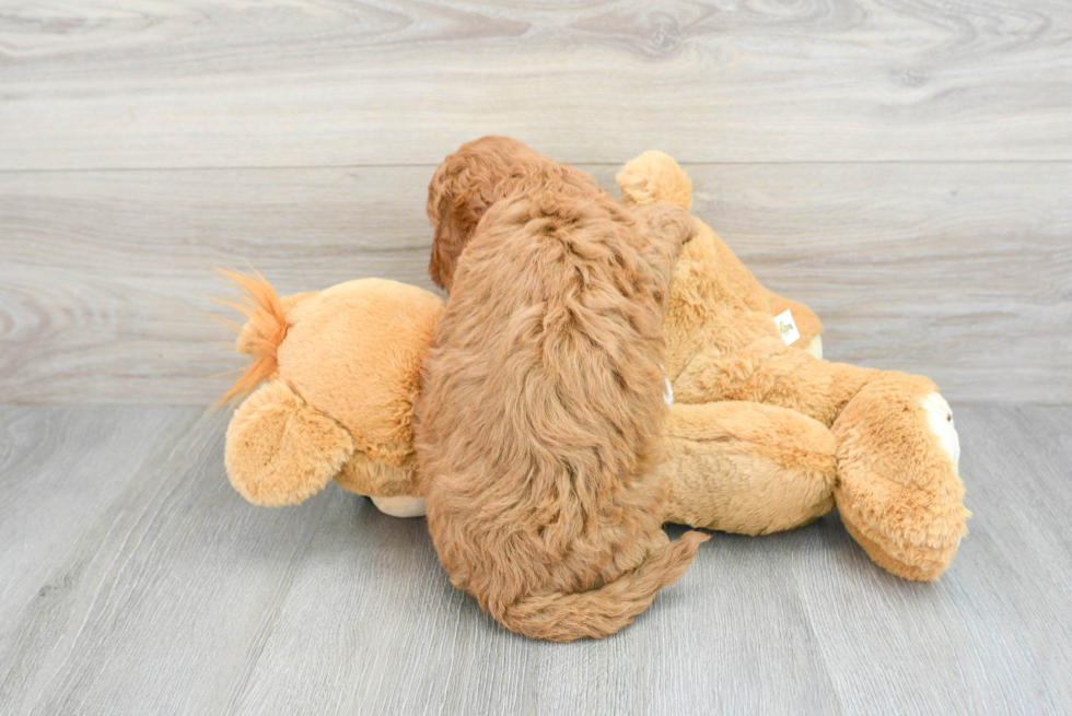 Mini Goldendoodle Pup Being Cute