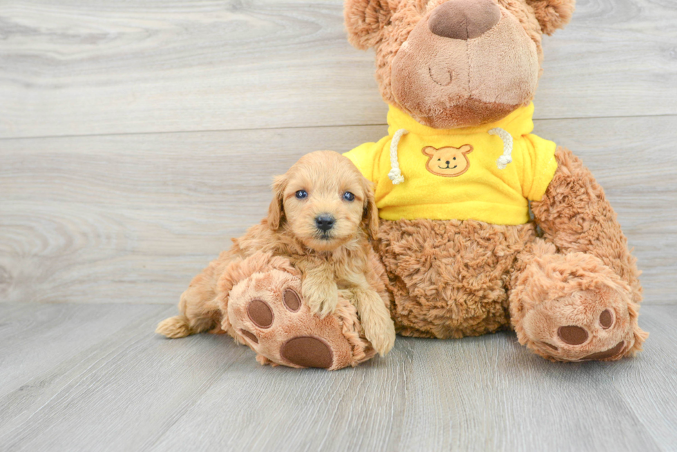 Small Mini Goldendoodle Baby