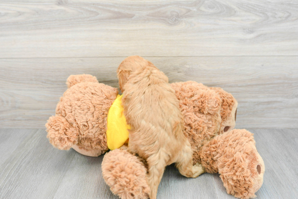 Adorable Golden Retriever Poodle Mix Puppy