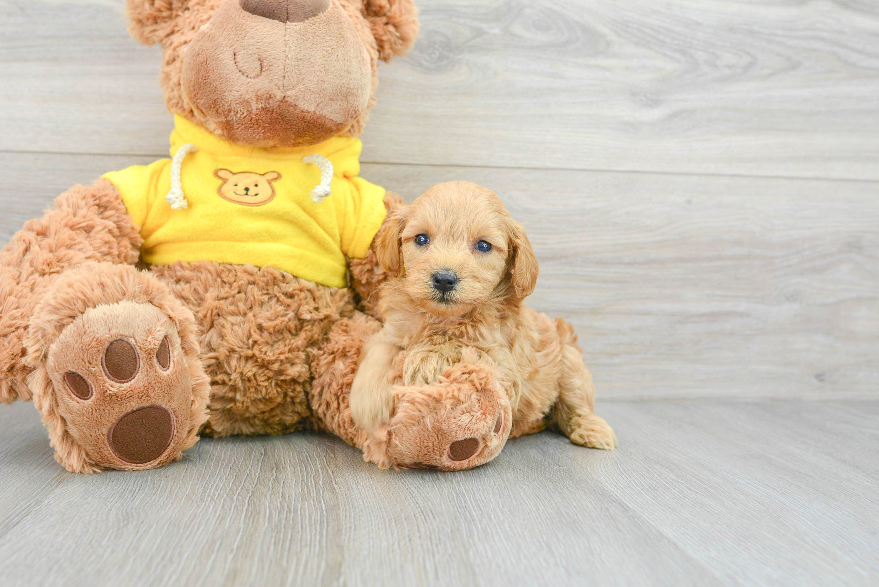 Mini Goldendoodle Puppy for Adoption