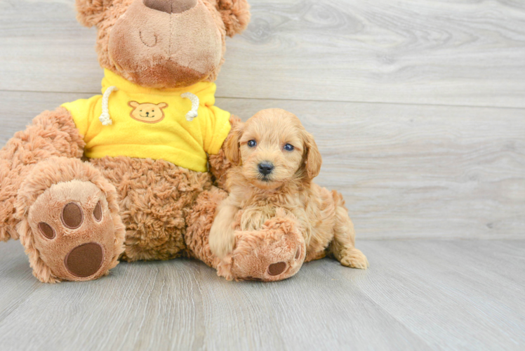 Mini Goldendoodle Puppy for Adoption