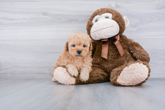 Smart Mini Goldendoodle Poodle Mix Pup