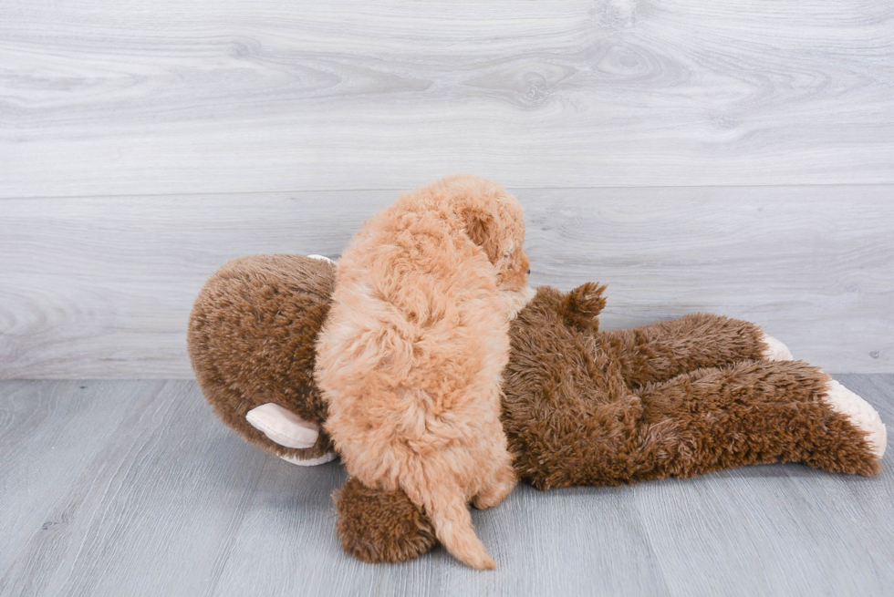 Mini Goldendoodle Pup Being Cute