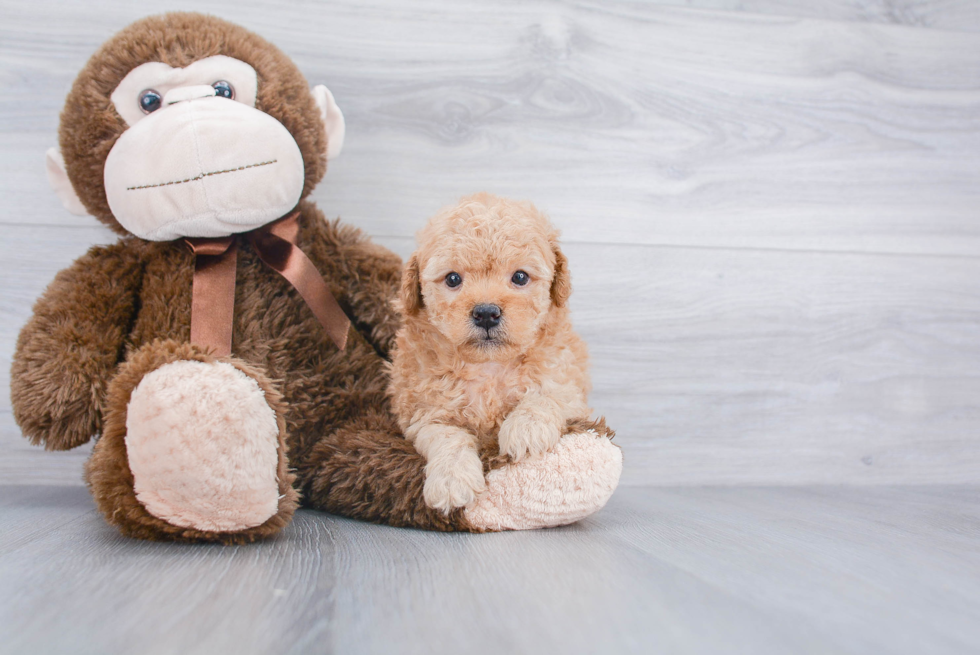 Fluffy Mini Goldendoodle Poodle Mix Pup