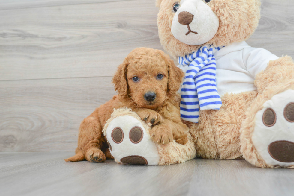 Mini Goldendoodle Puppy for Adoption