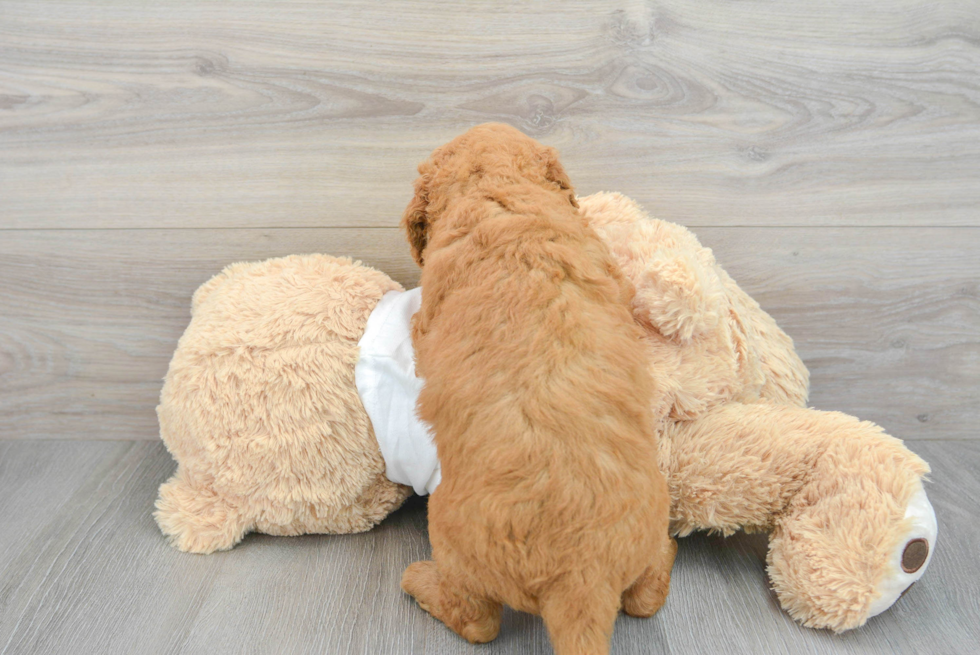Mini Goldendoodle Pup Being Cute