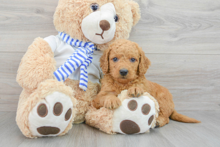 Fluffy Mini Goldendoodle Poodle Mix Pup