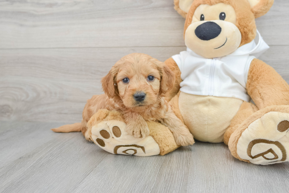 Smart Mini Goldendoodle Poodle Mix Pup