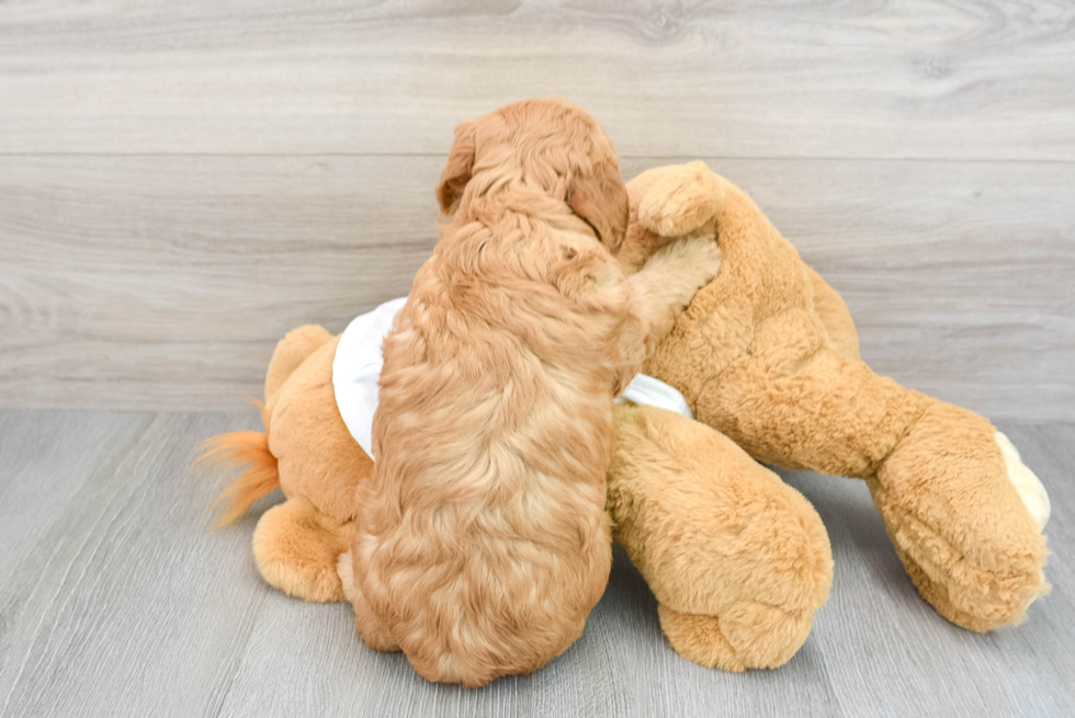 Best Mini Goldendoodle Baby