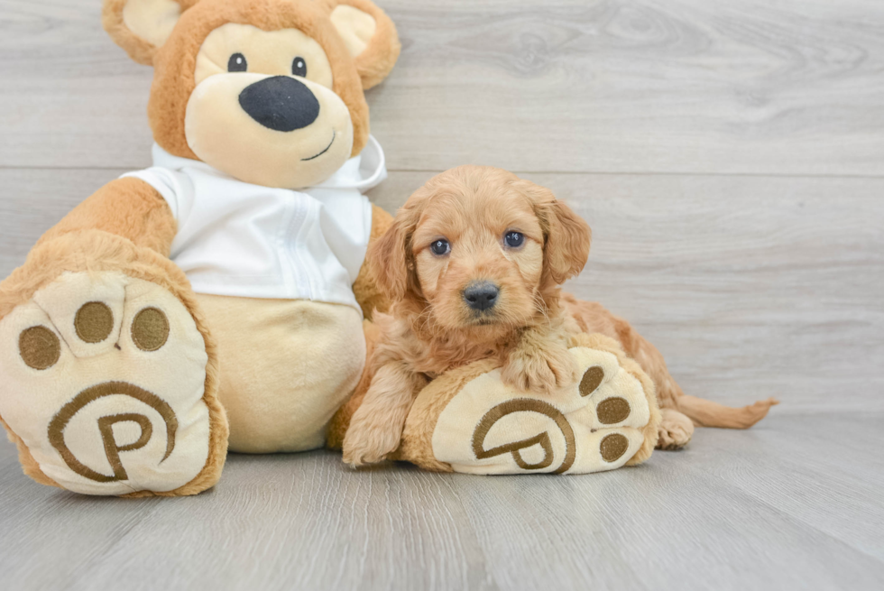 Best Mini Goldendoodle Baby