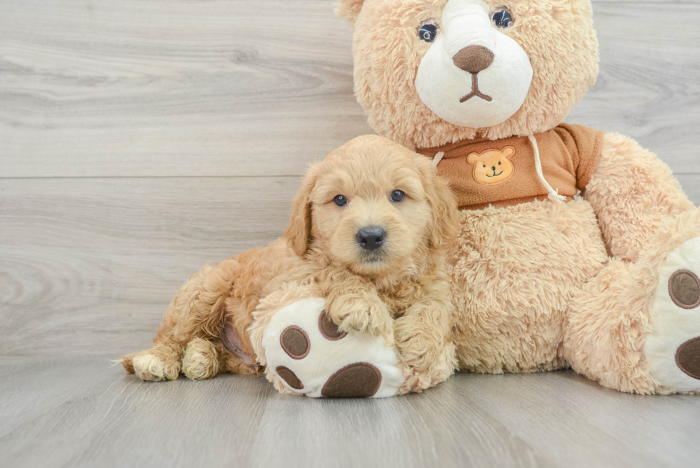 Energetic Golden Retriever Poodle Mix Puppy