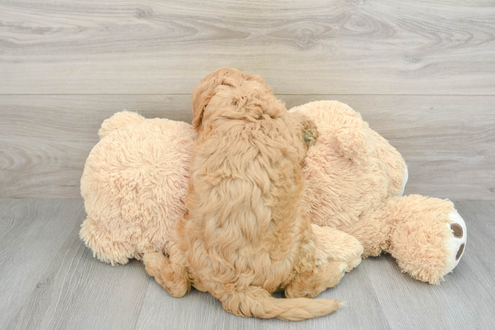 Best Mini Goldendoodle Baby