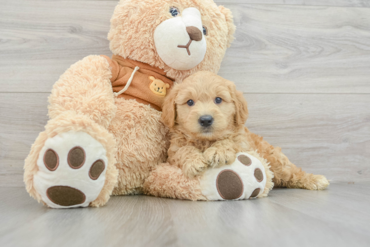 Happy Mini Goldendoodle Baby