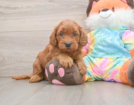 6 week old Mini Goldendoodle Puppy For Sale - Premier Pups