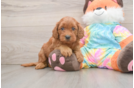 Happy Mini Goldendoodle Baby