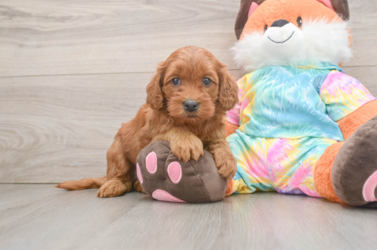 Happy Mini Goldendoodle Baby
