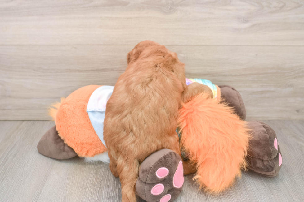 Mini Goldendoodle Puppy for Adoption