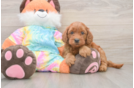 Mini Goldendoodle Pup Being Cute