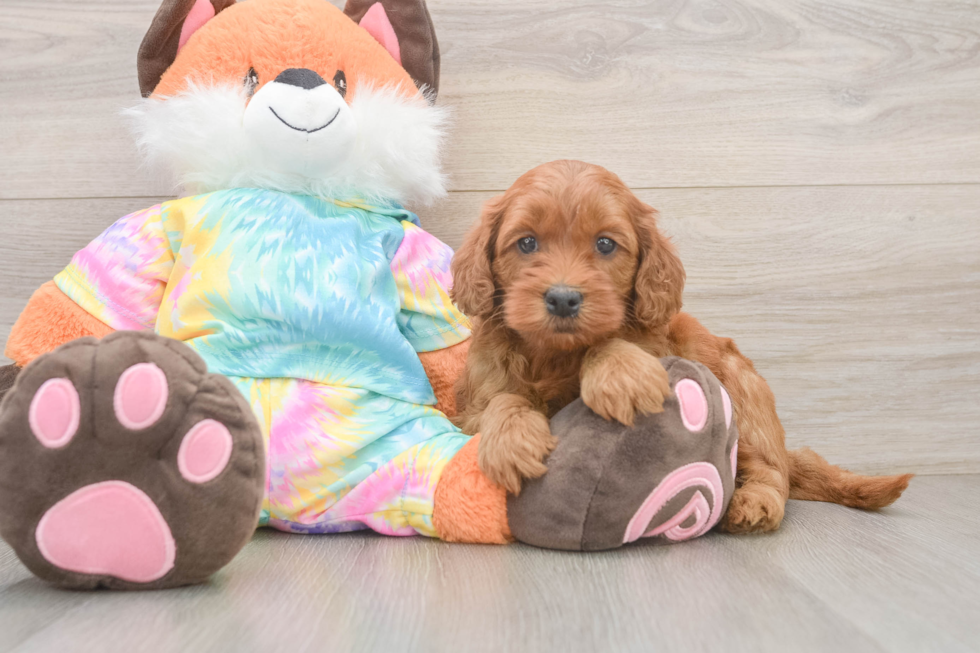 Mini Goldendoodle Pup Being Cute