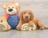 5 week old Mini Goldendoodle Puppy For Sale - Premier Pups
