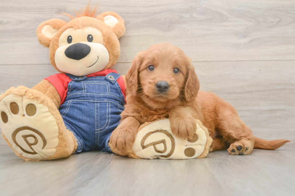 5 week old Mini Goldendoodle Puppy For Sale - Premier Pups