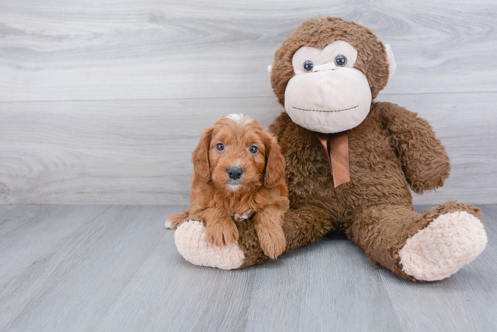 Mini Goldendoodle Puppy for Adoption