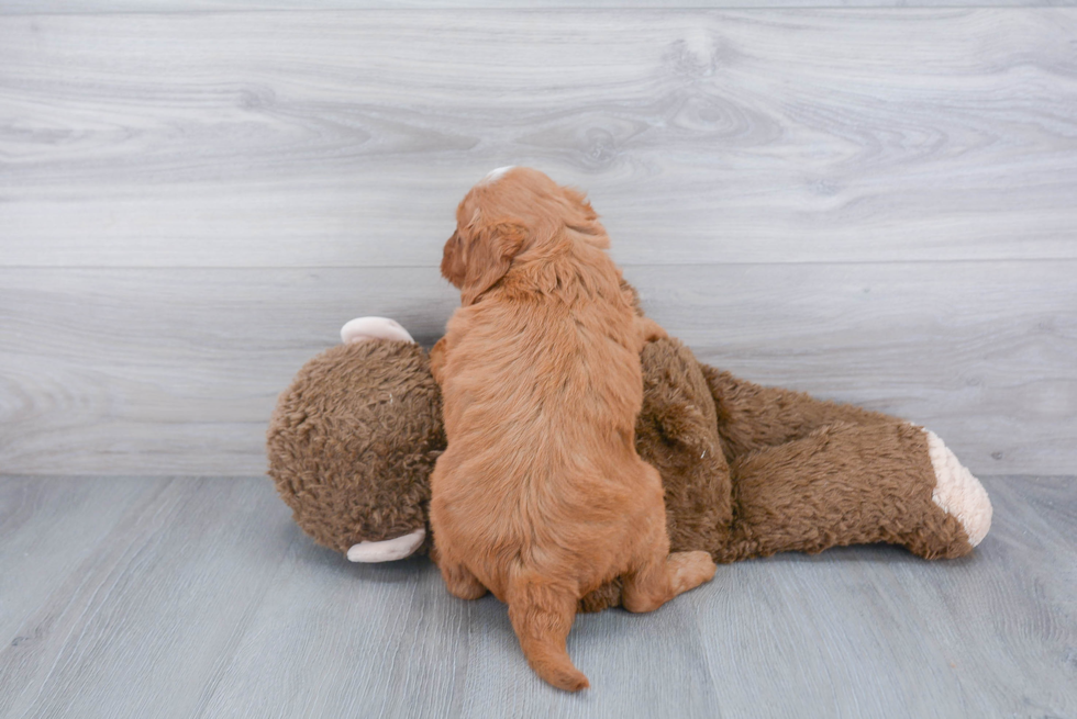 Mini Goldendoodle Pup Being Cute