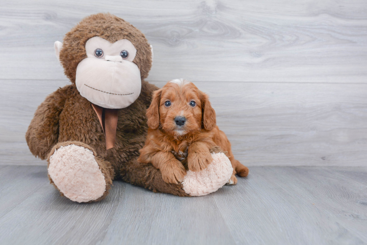 Best Mini Goldendoodle Baby