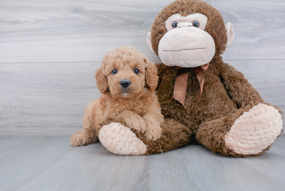 Sweet Mini Goldendoodle Baby