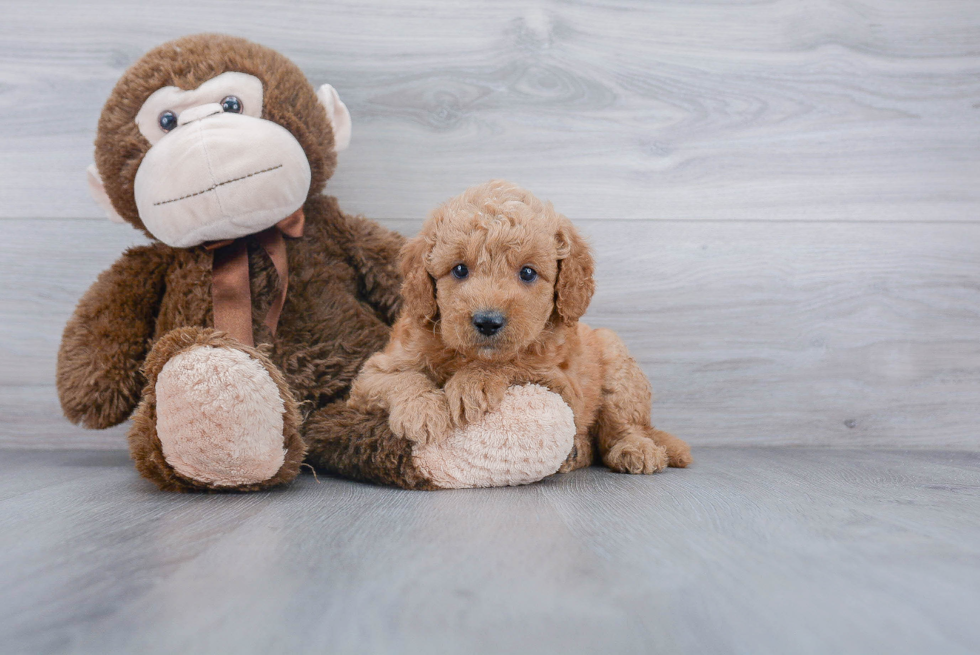 Mini Goldendoodle Puppy for Adoption