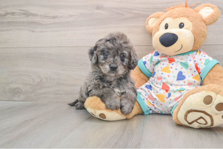 Mini Goldendoodle Pup Being Cute
