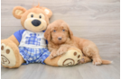 Mini Goldendoodle Pup Being Cute