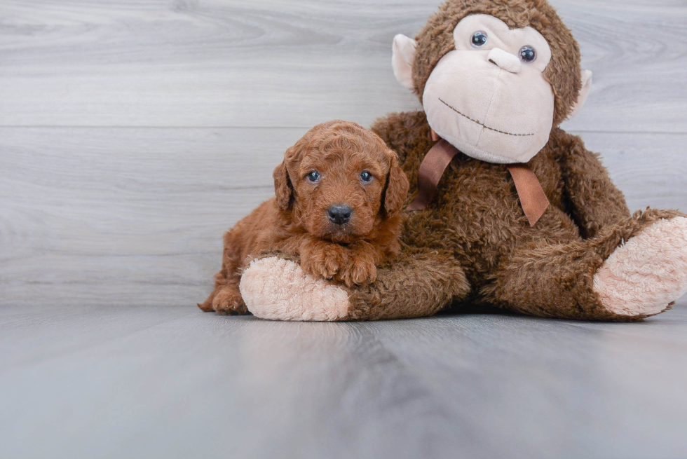 Cute Mini Goldendoodle Baby