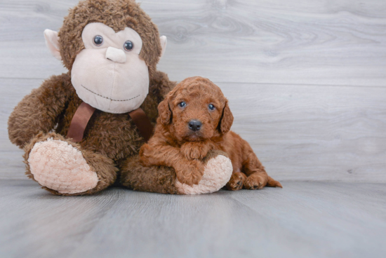 Happy Mini Goldendoodle Baby