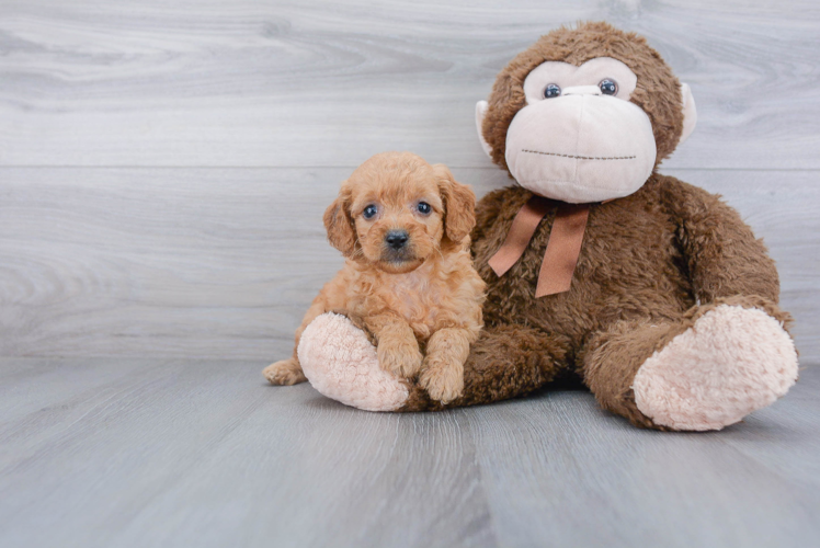 Happy Mini Goldendoodle Baby