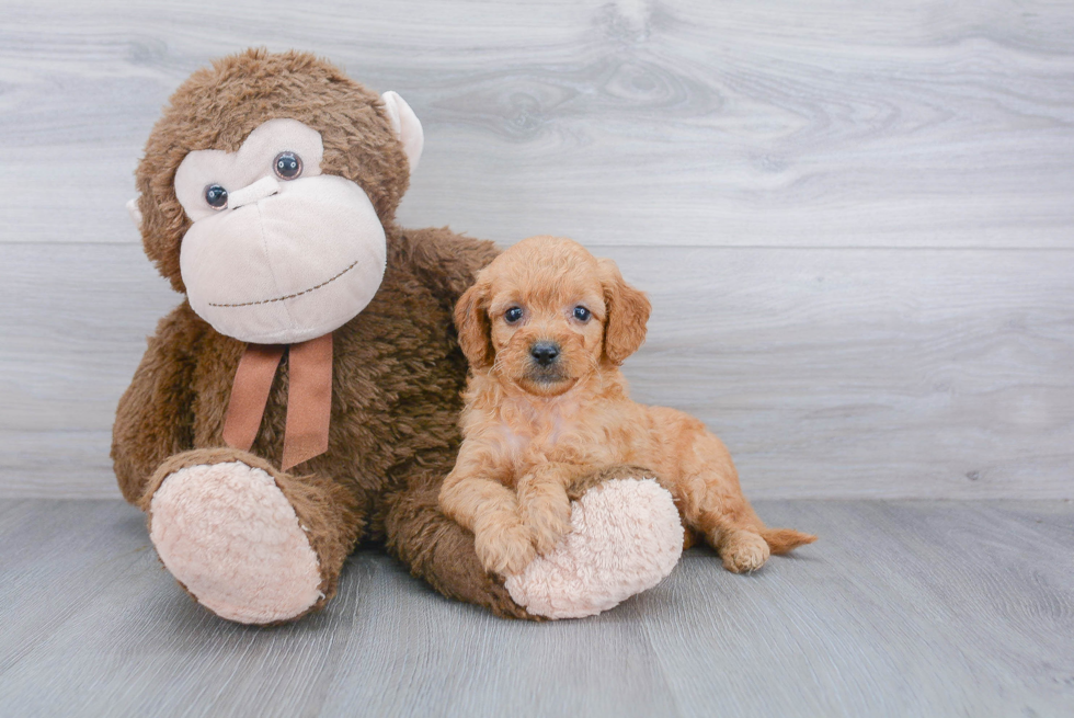 Mini Goldendoodle Pup Being Cute