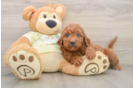 Happy Mini Goldendoodle Baby