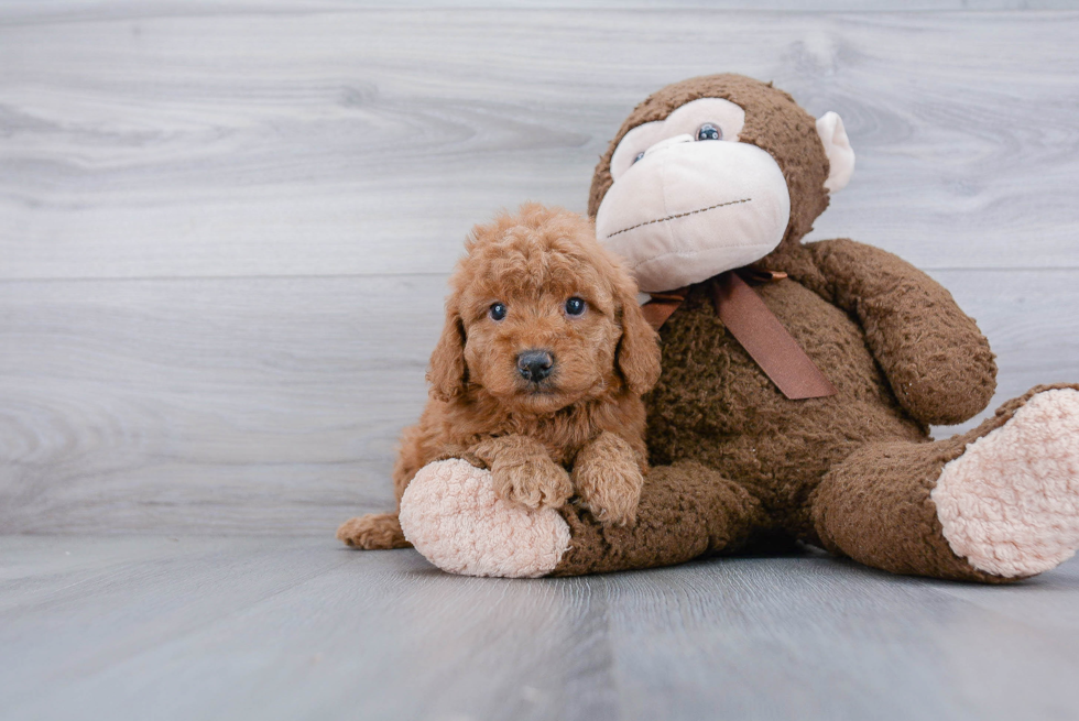 Friendly Mini Goldendoodle Baby