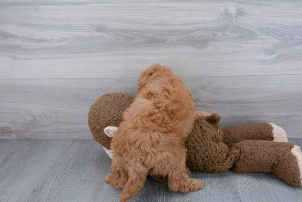 Energetic Golden Retriever Poodle Mix Puppy