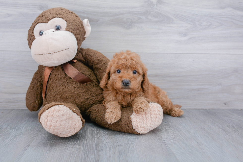 Happy Mini Goldendoodle Baby