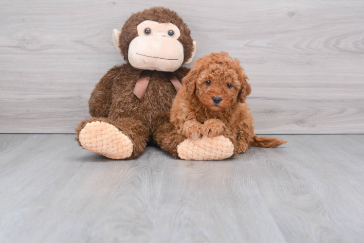 Mini Goldendoodle Pup Being Cute