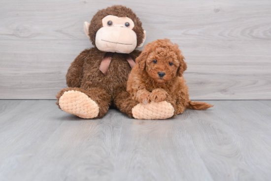 Mini Goldendoodle Pup Being Cute